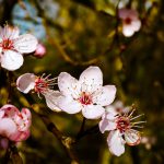 Aquí tienes el truco del almendruco